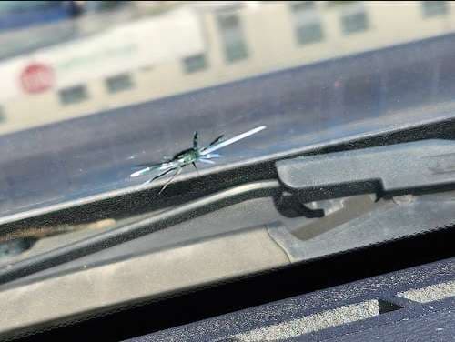 Image of Chips Auto Glass