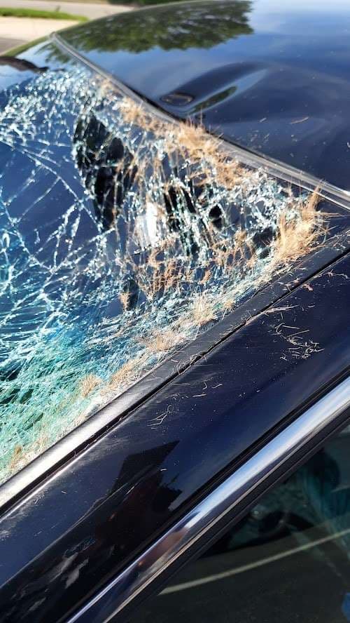 Image of The Windshield Shop