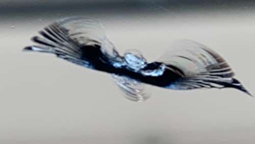 Image of Auto Glass Rescue