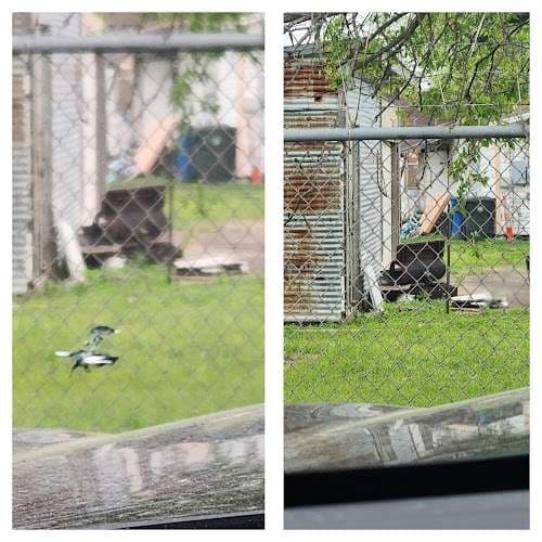 Image of Windshield Repair Doc